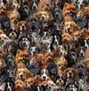 Happy Dogs